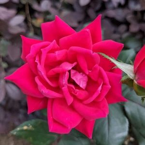 Meet your Posher, Braden